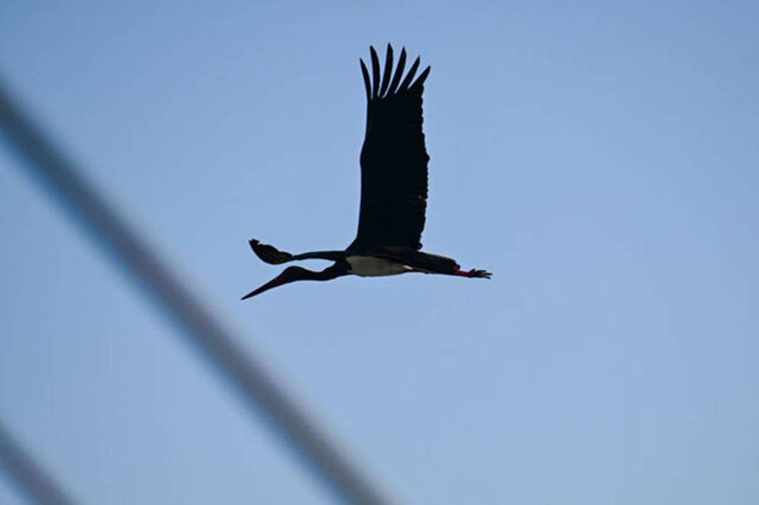 Artık bu zahmete girmiyorlar bile! Doğanın dengesinin bozulduğunun en büyük ispatı gibi... 5